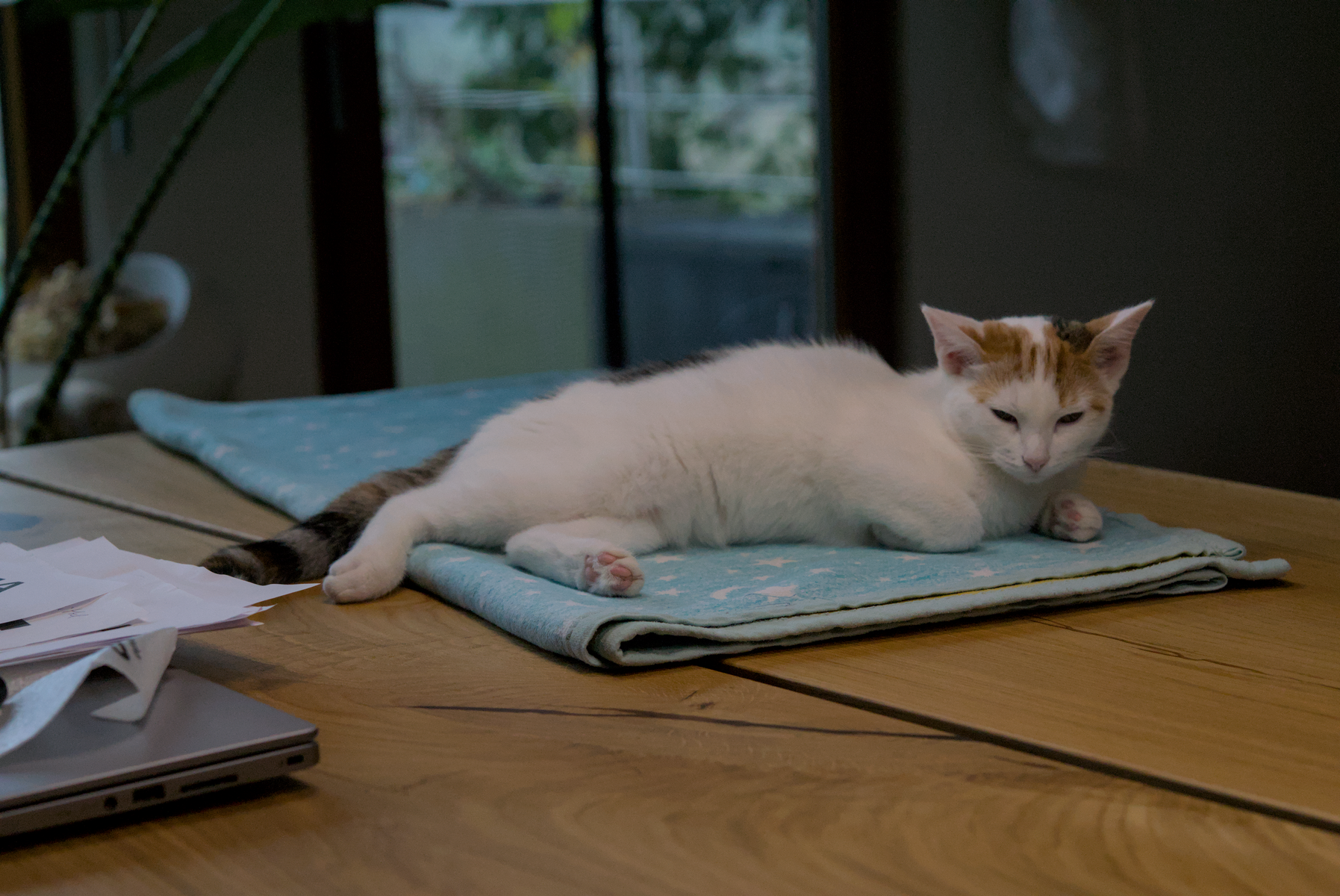 DSC05266.webp