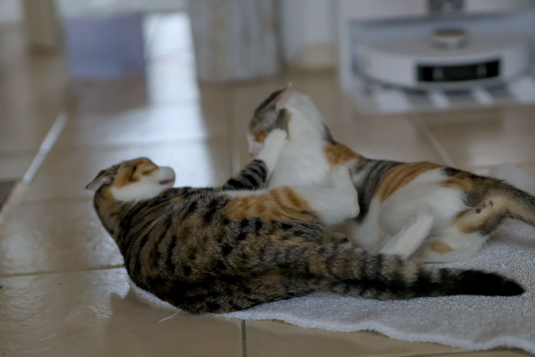 DSC05278.webp