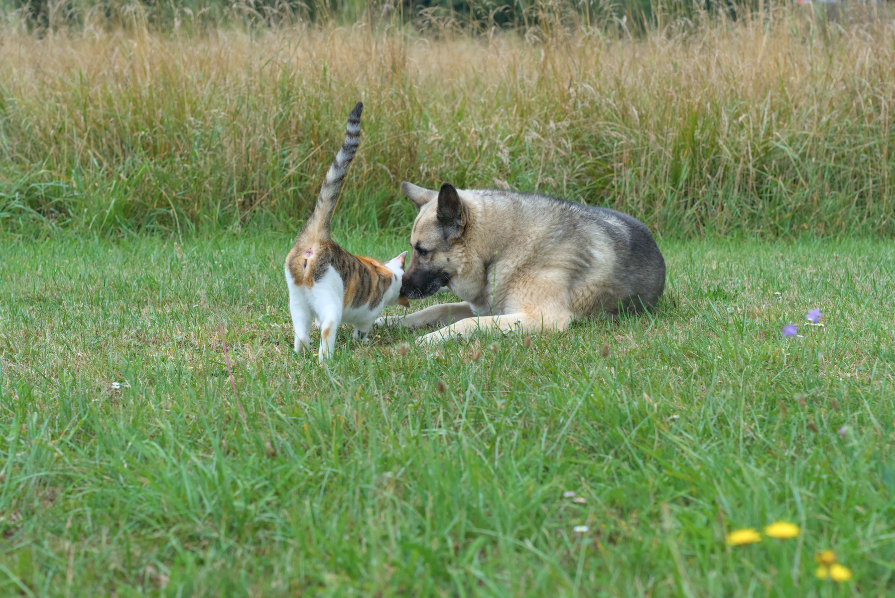 DSC00975.webp